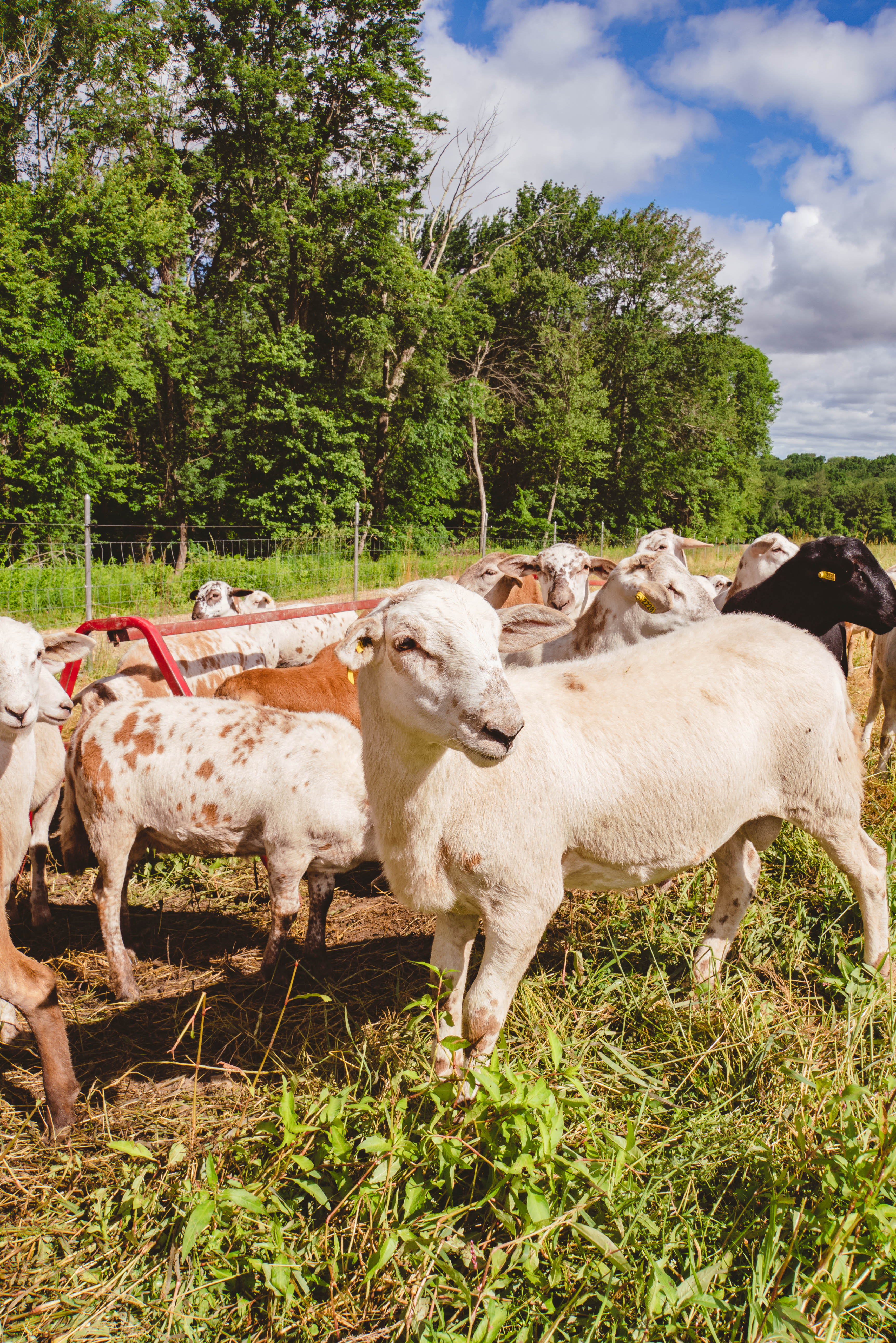 azuluna foods nutritional benefits of pasture raised lamb