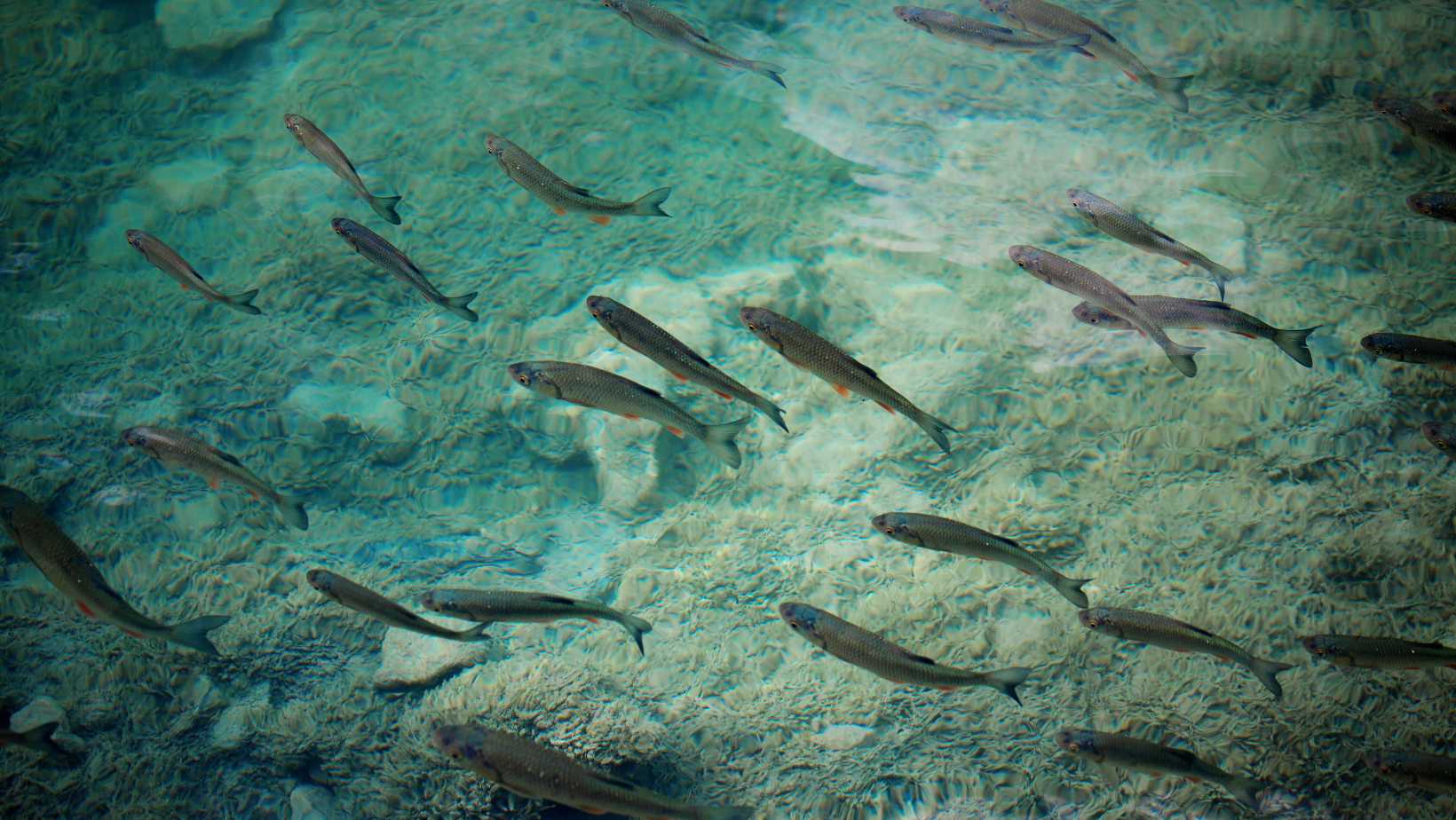 Kvarøy, Our Sustainable Salmon Farmers