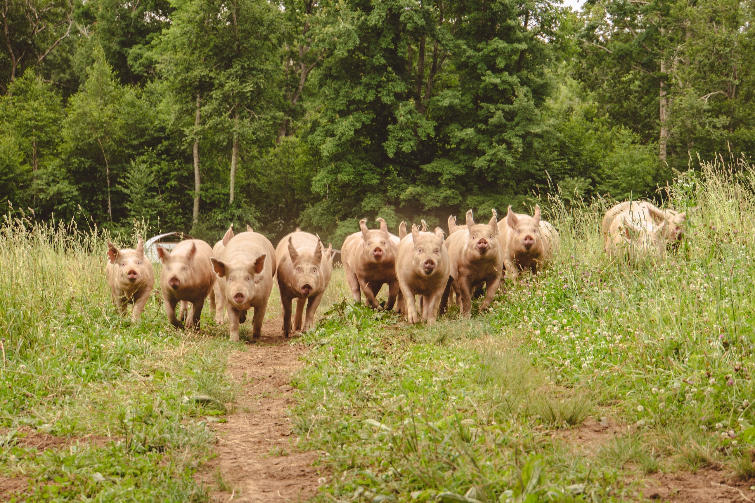 Wholesale Pork