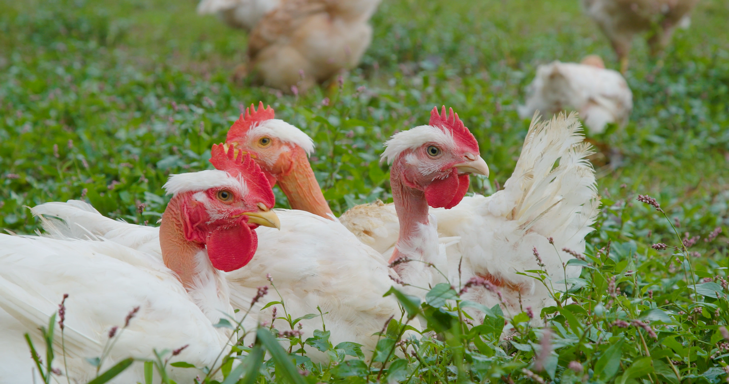 Wholesale Chicken
