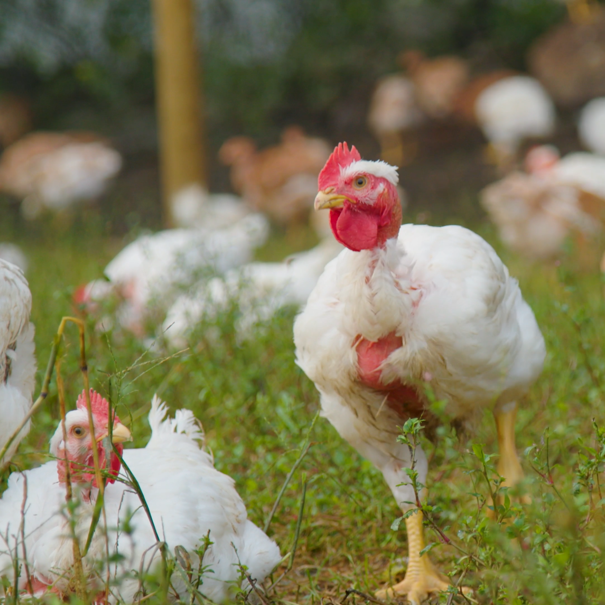 azuluna foods premium pasture raised chickens