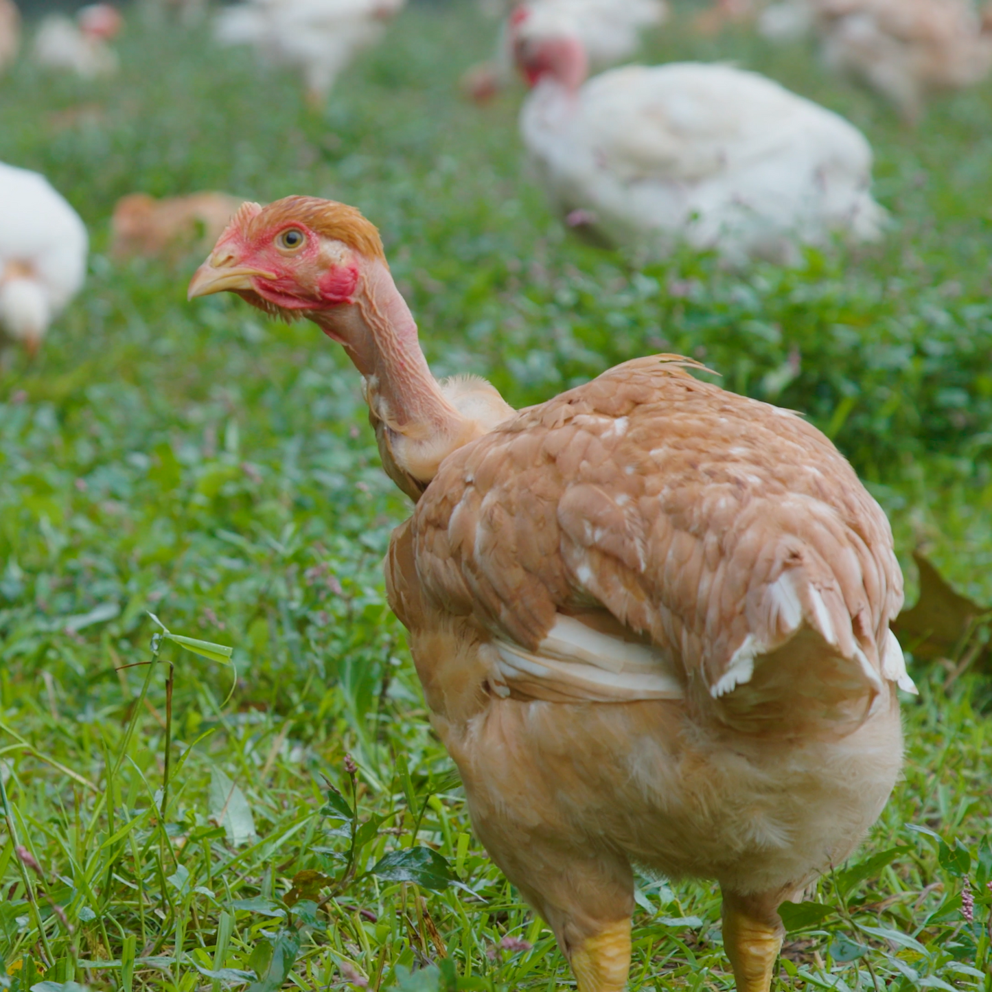 our pasture-raised chicken azuluna foods Premium Pasture-Raised Farm Fresh Chicken Box