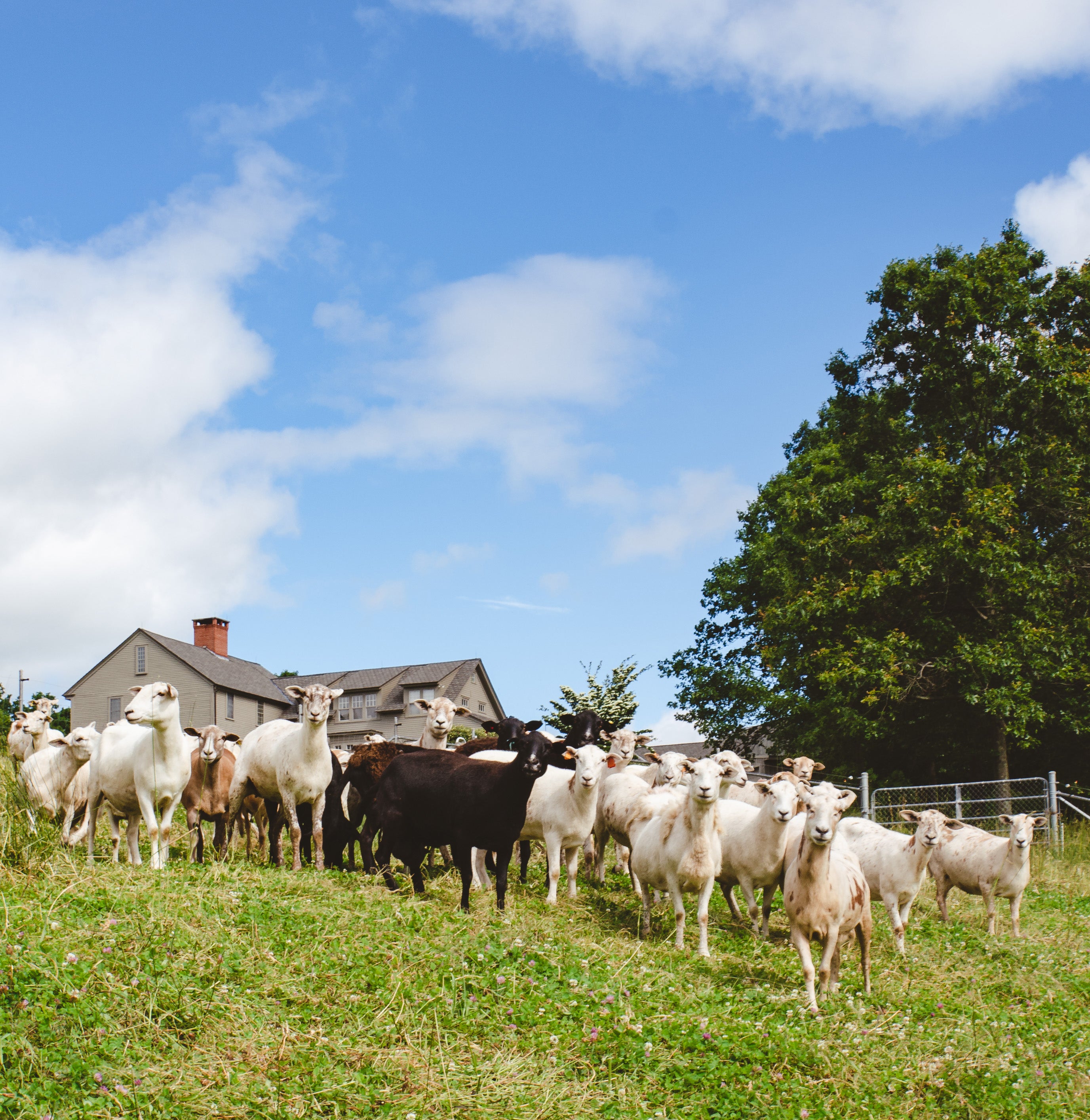 regenerative farming better food stronger communities azuluna foods Premium Pasture-Raised Meals Delivery lamb