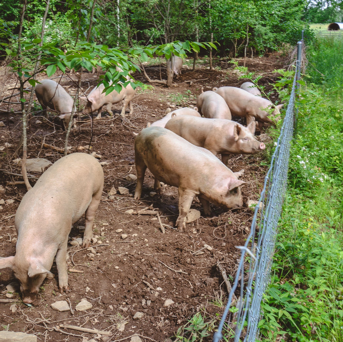 azuluna foods Premium Pasture-Raised pigs
