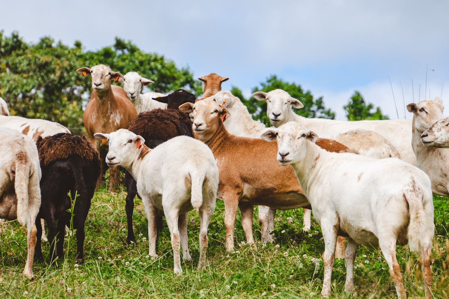 azuluna foods Premium Pasture-Raised lambs