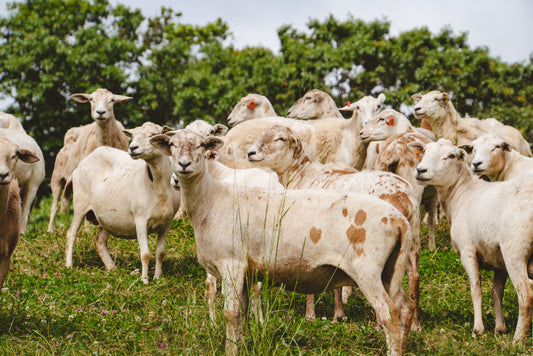 regenerative farming better food building stronger communities azuluna foods local Premium Pasture-Raised Meals Delivery sustainable harvest farms lamb