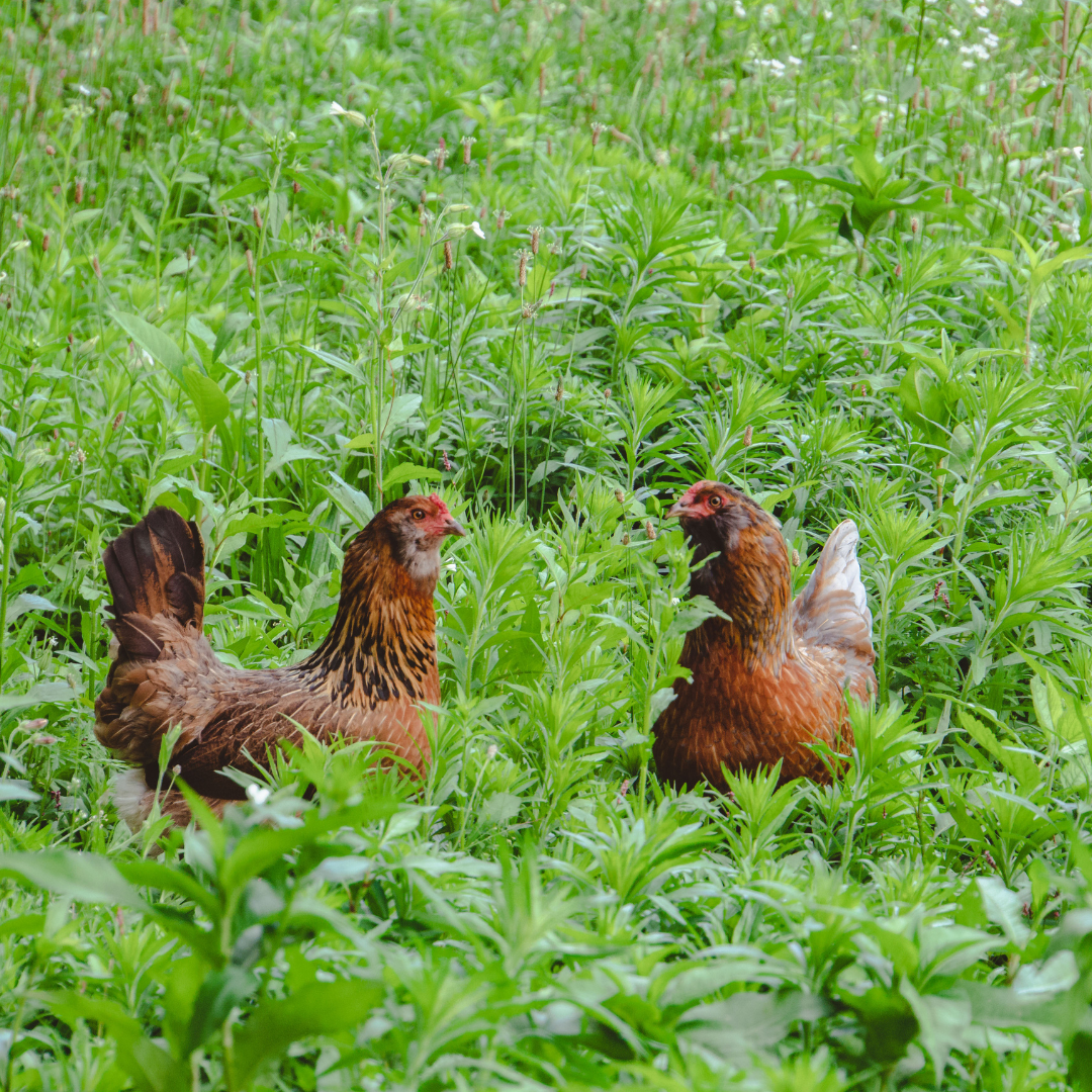azuluna foods premium pasture raised chickens
