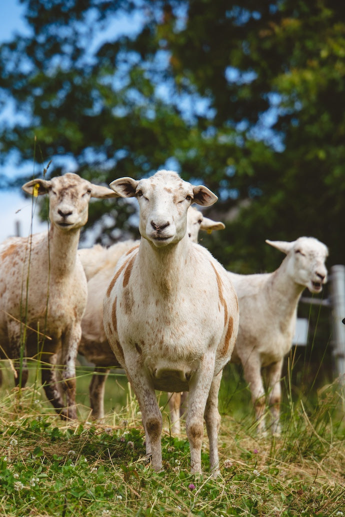 Azuluna Sheep in Pasture