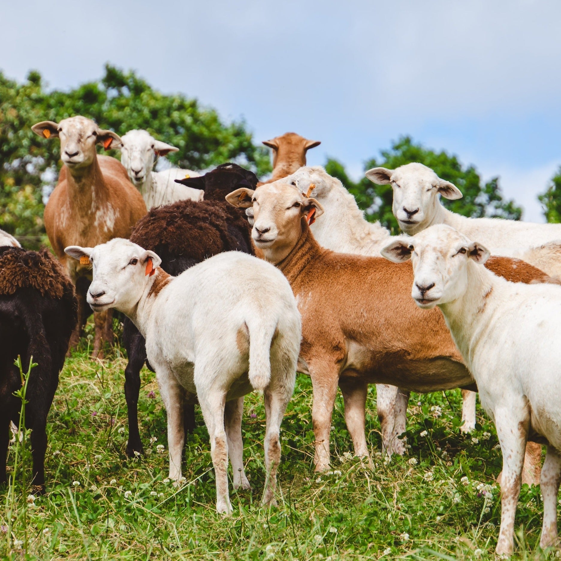 azuluna foods Premium Pasture-Raised lambs