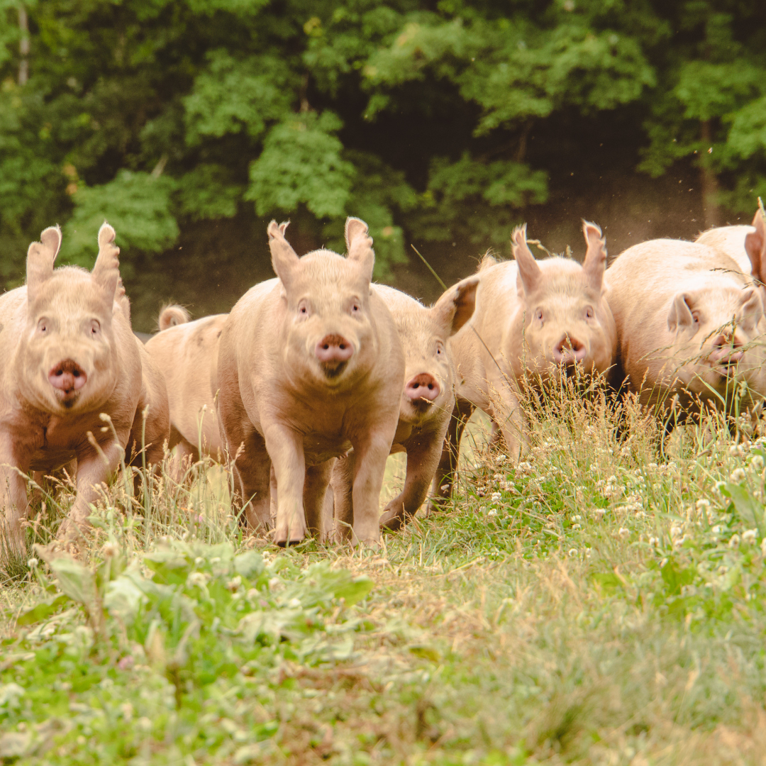 azuluna foods premium pasture raised pigs